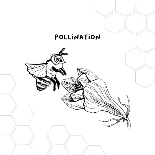 Proceso de polinización bosquejo dibujado a mano — Vector de stock
