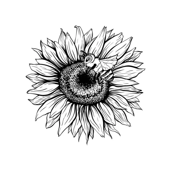 花のベクトル図に蜂 — ストックベクタ