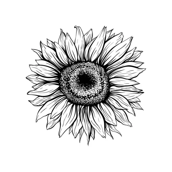 Sunflower black blooming hand drawn illustration — Stock Vector