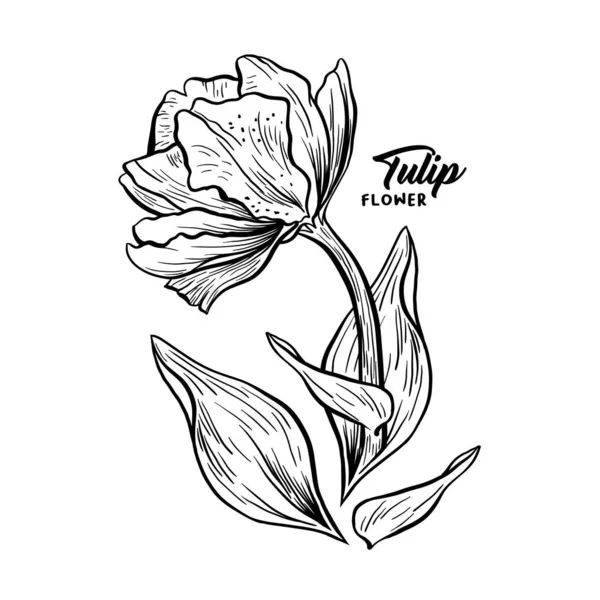 Tulipán dibujado a mano pluma tinta ilustración boceto — Vector de stock