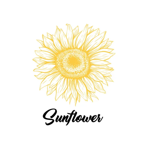 Sunflower yellow blossom hand drawn illustration — Stock Vector