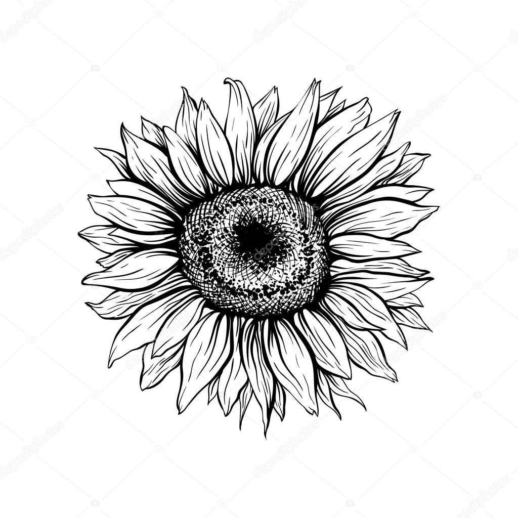Sunflower black blooming hand drawn illustration