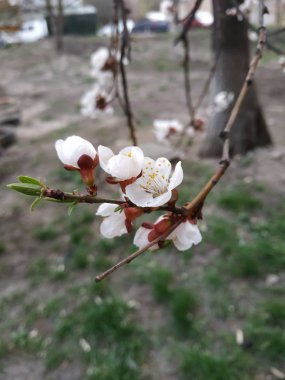 bahar parkında beyaz çiçek açan çiçekler ile kiraz dalı görünümü 