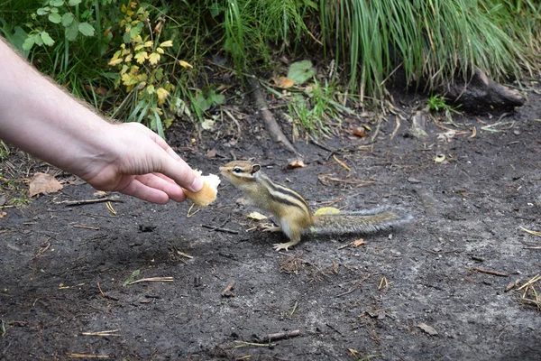 Streifenhörnchen Frisst Brot Aus Menschenhänden — Stockfoto