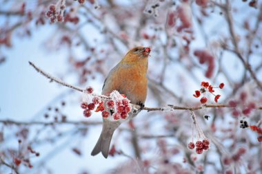 Kuş kışın doğada böğürtlen yer. Rusya 'nın doğası, Sibirya, vahşi kuşlar, kışın böğürtlen.
