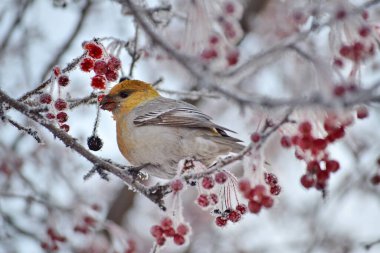 Kuş kışın doğada böğürtlen yer. Rusya 'nın doğası, Sibirya, vahşi kuşlar, kışın böğürtlen.