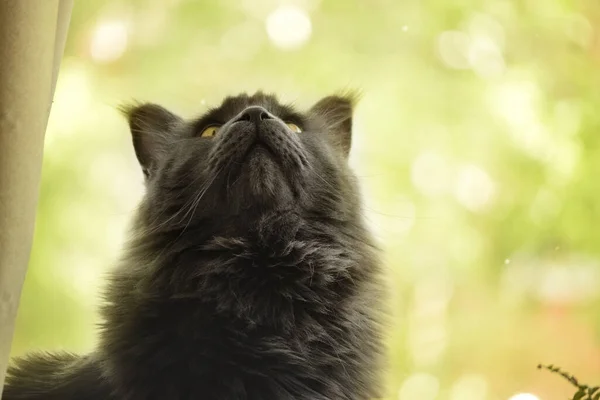 cat, Maine Coon, big cat, beautiful cat photo, bokeh background, cat, cute cat
