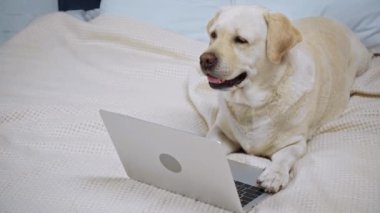Golden retriever yatak odasındaki dizüstü bilgisayarın yanında yatıyor. 