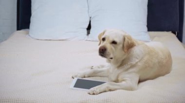Golden retriever, dijital tabletin yanında, boş ekranlı bir battaniyenin üzerinde yatıyor.