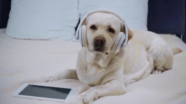 Kulaklıklı golden retriever dijital tabletin yanında boş ekranlı.