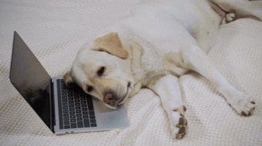 Golden retriever boş ekranla dizüstü bilgisayarın yanında yatıyordu.