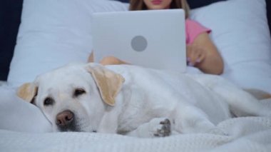 Golden Retriever 'ın seçici odak noktası yalan söylerken, serbest çalışan biri evde çalışıyor. 