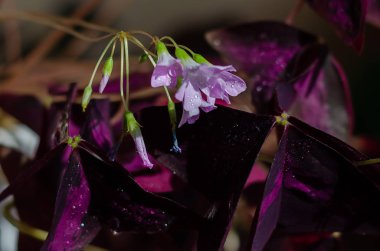 Oxalis üçgen çiçek ve yaprakları