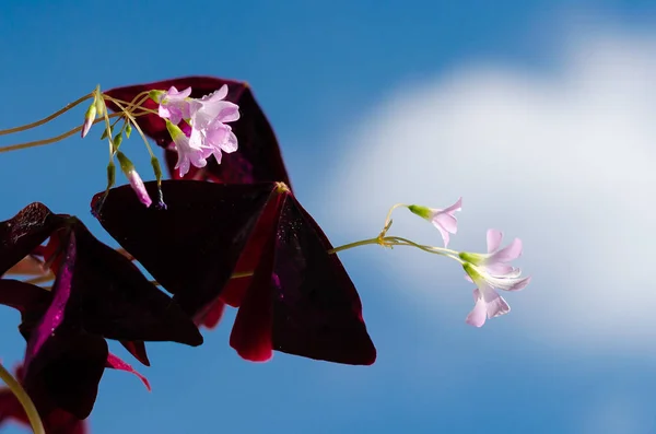 Oxalis triangularis flores e folhas — Fotografia de Stock