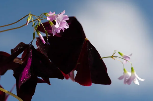 オキシャリス三角形の花と葉 — ストック写真