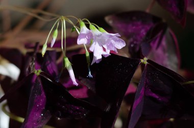 Oxalis üçgen çiçek ve yaprakları