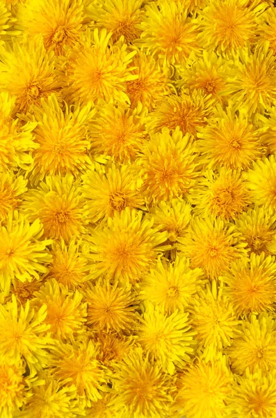 Sárga pitypang háttér. Fényes tavaszi tapéta. Gyermekláncfű-fejek — Stock Fotó
