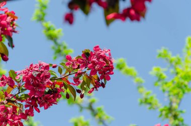 Mavi gökyüzüne karşı pembe elma ağacı çiçeği