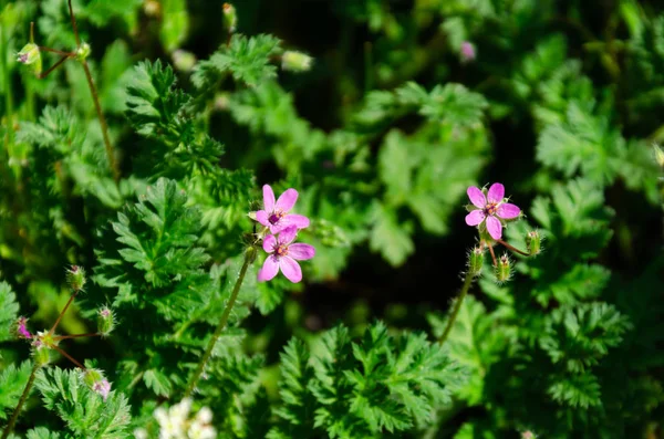 Söta små rosa blommor i gräset i trädgården — Stockfoto
