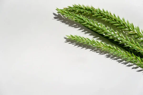 Spikelets verdi su uno sfondo bianco. Primo piano — Foto Stock