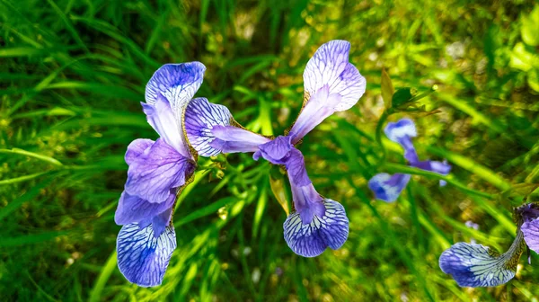 Iris selvatici blu in fiore nel prato. Vista dall'alto. Sfondo primavera — Foto Stock