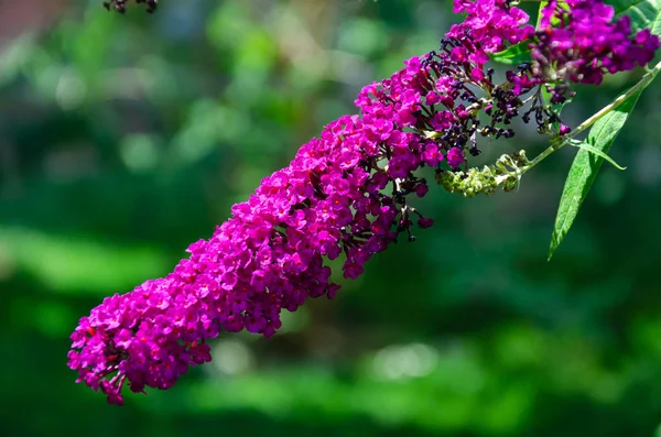 Closeup Buddhleia nebo Buddhleja, Buddhleia davidii v květu. Rostlina je běžně známá jako motýlí keř — Stock fotografie