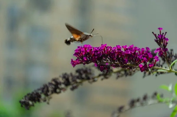 Hummingbird Hawk-Moth karmienia nektar z buddleia kwiat. Zbliżenie Macroglossum stellatarum — Zdjęcie stockowe