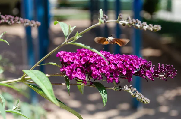 Hummingbird Hawk-Moth karmienia nektar z buddleia kwiat. Zbliżenie Macroglossum stellatarum — Zdjęcie stockowe