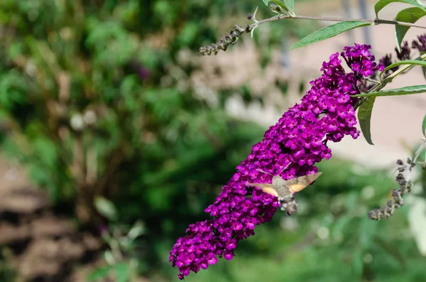 ブドレイアの花から蜜を供給するハチドリの鷹蛾。マクログロシュムステラタラムのクローズアップ — ストック写真