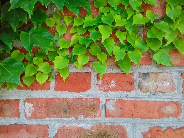 红砖墙上的常春藤年轻的常春藤分支在粗糙的背景。特写。复制空间 — 图库照片