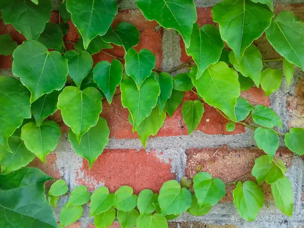 Ivy na červené cihlové stěně. Mladé břečťan na hrubém pozadí. Detailní. Kopírovat místo — Stock fotografie