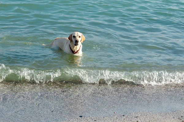 Labrador blanco con cuello rojo nadando en el mar —  Fotos de Stock