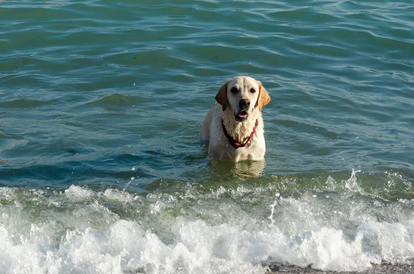 Labrador blanco con cuello rojo nadando en el mar —  Fotos de Stock