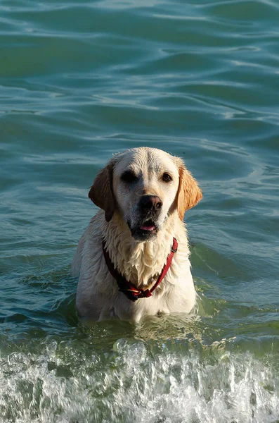 Labrador blanco con cuello rojo nadando en el mar —  Fotos de Stock