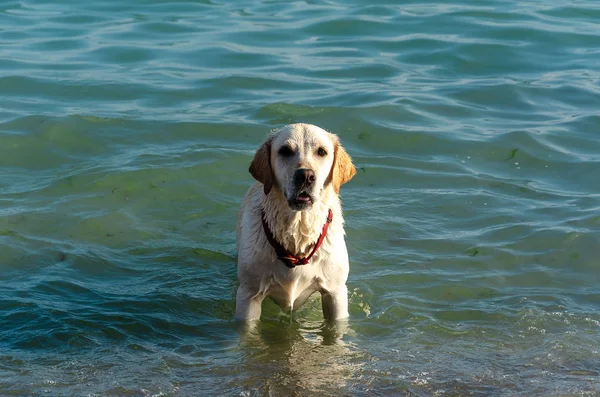 Labrador blanco con cuello rojo nadando en el mar —  Fotos de Stock