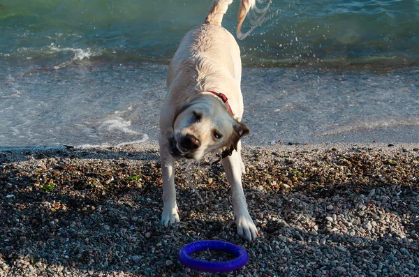 Labrador blanco recuperador salpicando agua alrededor durante el batido después de nadar en el mar —  Fotos de Stock