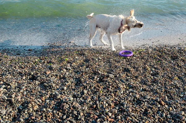 Labrador blanco recuperador salpicando agua alrededor durante el batido después de nadar en el mar —  Fotos de Stock