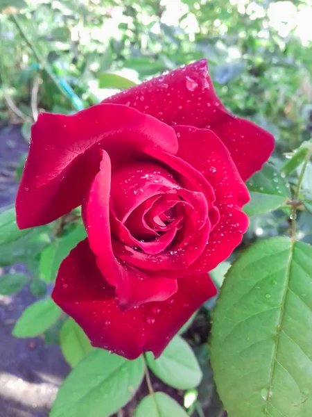 Closeup de rosa vermelha em flor no jardim. Gotas de água depois da chuva em pétalas de flor — Fotografia de Stock