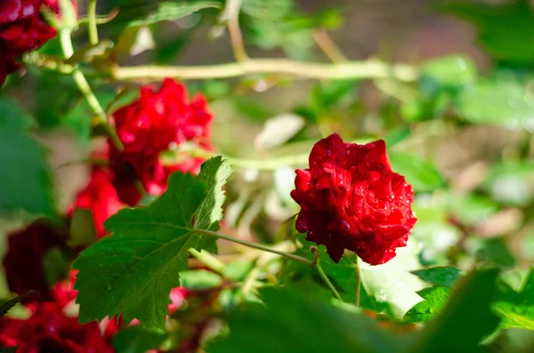 Arbusto de rosa com flores vermelhas no jardim. Fundo desfocado. Gotas de água após a chuva sobre as pétalas de flores — Fotografia de Stock