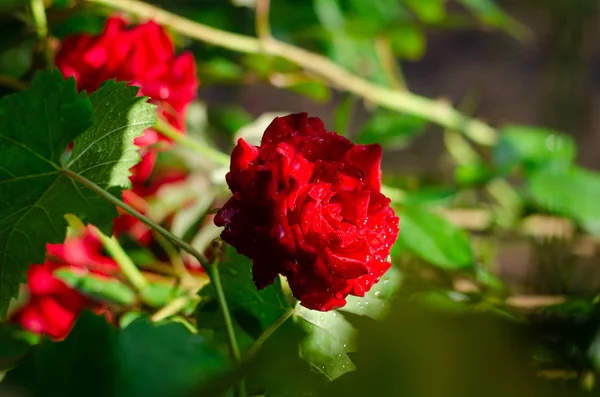 Rosier avec des fleurs rouges dans le jardin. Fond flou. Des gouttes d'eau après la pluie sur les pétales de fleurs — Photo