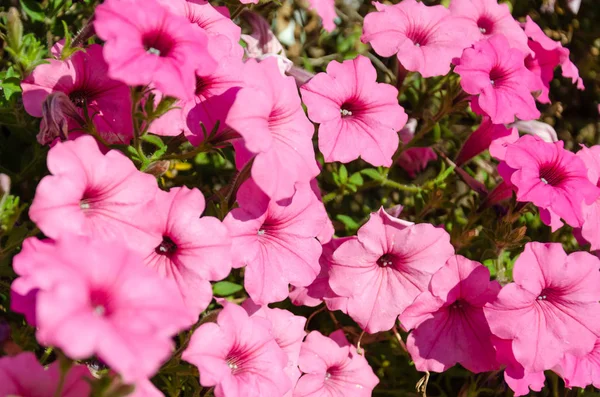 Fechar-se de flores rosa petúnias florescer no jardim — Fotografia de Stock