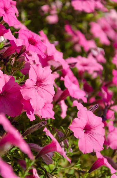 庭に咲くピンクのペチュニアの花の側面図 — ストック写真