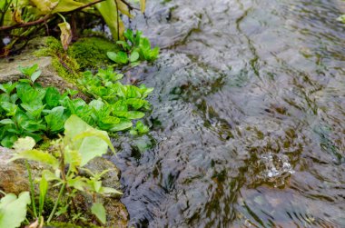 Berrak su, taş ve yosun ile pitoresk bir kaynak. Sakinlik kavramı. Zen