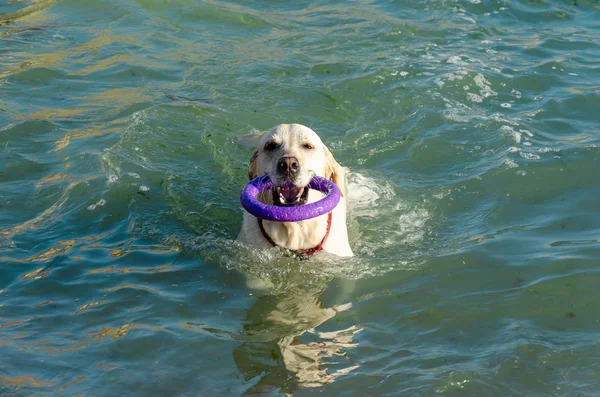 Un labrador blanco recuperador con un collar rojo, nadando en el mar, sostiene un anillo púrpura en sus dientes —  Fotos de Stock