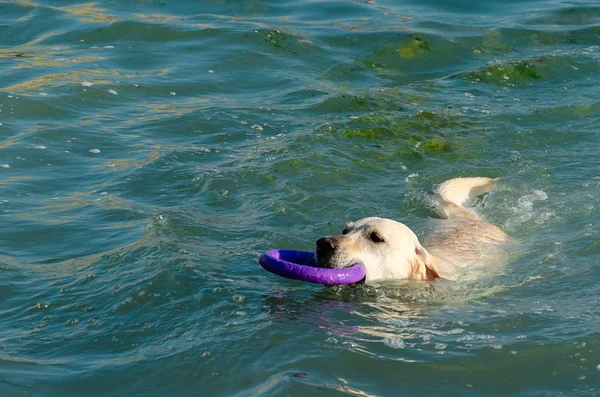 Um labrador branco recuperador com um colar vermelho, nadando no mar, segura um anel roxo em seus dentes — Fotografia de Stock