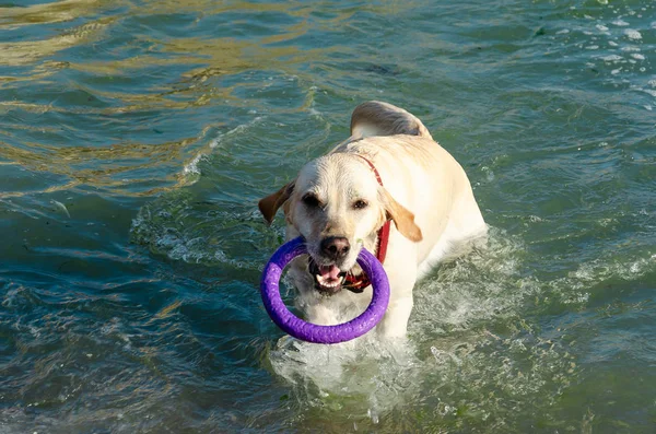Kırmızı yakalı beyaz bir labrador retriever, denizde yüzerken, dişlerinde mor bir yüzük tutuyor.