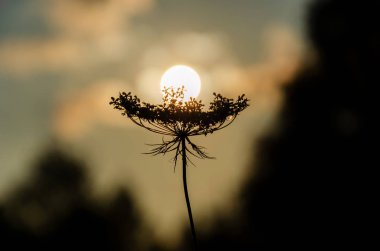 Batan güneşe karşı çiçek. Batan güneş bir bitkinin şemsiyesi üzerinde yatıyor. Pastel renkler