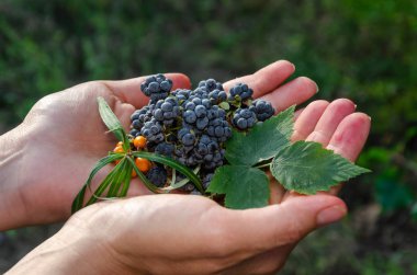 Kadın elleri olgun yaban böğürtlen meyveleri, yaprak ve portakal deniz dikeni bir delikanlı tutun. Açık havada