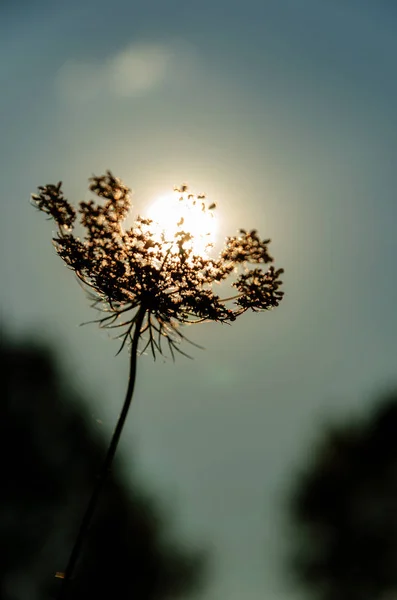 Květináč proti zapadajícího slunci. Zapadajícího slunce leží na deštníku rostliny. Pastelové barvy — Stock fotografie