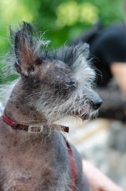 Garip eski çin tepeli köpek dil dışarı asılı. Kırmızı yakalı sevimli bir köpek metresinin kollarında oturuyor ve uzağa bakıyor.